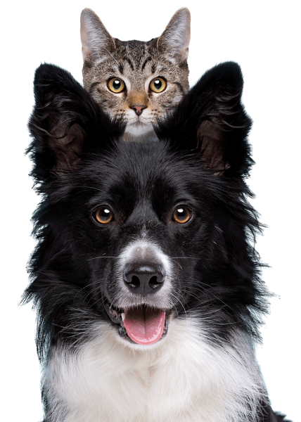 cat-and-dog-e1649656970502
